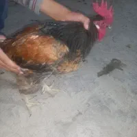 مرغ محلی وخروس محلی|حیوانات مزرعه|کرمان, |دیوار