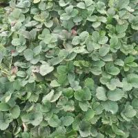 نهال توت فرنگی