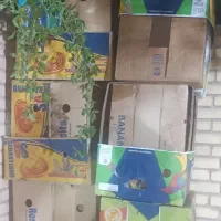 کارتون موزی برای اساس کشی