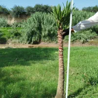 یوکا پایدار