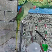 شاه طوطی ماده دو ساله|پرنده|شوش, |دیوار