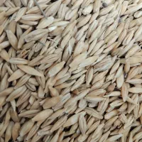 جو بهاره بذری