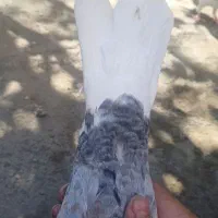 کبوتر|پرنده|بم, |دیوار