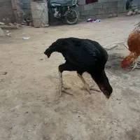 مرغ وخروس لاری