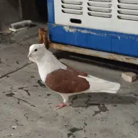 کبوتر دوکت