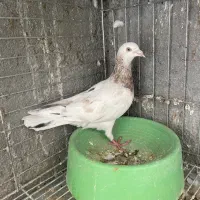 کفتر