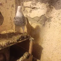 طوقی نرومایدم ماده