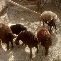 سلام دو عدد بز نر پنج تابره نر به فروش میرسه