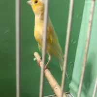 کمربند.قناری ماده ۲ عدد|کیف، کفش، کمربند|اردبیل, |دیوار