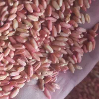 گندم بوجاری شده تمیز.|خدمات باغبانی و درختکاری|بیجار, |دیوار