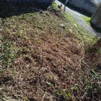 علفزن و چمنزن. و لی زن وعلفتراش.