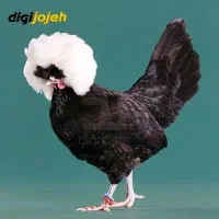 جوجه یک روزه تا یک ماه|حیوانات مزرعه|کشکوئیه, |دیوار