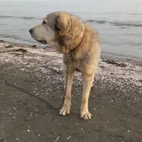 پژدر|سگ|ابهر, |دیوار