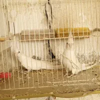 جفت عروس هلندی آلبینو مولد|پرنده|بندر ماهشهر, |دیوار