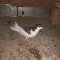 کفترزاغ شاپر سفید،ساده،دوبال،پلنگی|پرنده|گنبد کاووس, |دیوار