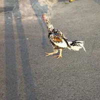 لاری اوشامو|حیوانات مزرعه|قدس, شهر‌قدس|دیوار