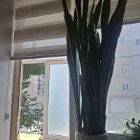 گل سانسوریا