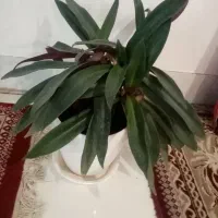 گل شاداب گلدان6تا