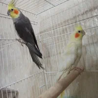 عروس هلندی بالغ