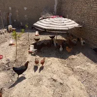 جوجه گلپایگانی ۲ماهه۹۰عدد و خروس گلپایگانی ۱۰عدد|حیوانات مزرعه|شهریار, دهشاد بالا|دیوار