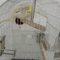 عروس هلندی و فنچ|پرنده|ایوان, |دیوار