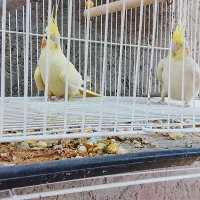 عروس هلندی|پرنده|خاش, |دیوار