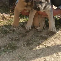 توله سگ پژدر