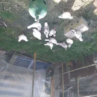 کبوتر|پرنده|رشت, حومه رشت|دیوار