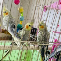 سه عدد عروس هلندی مرواریدی