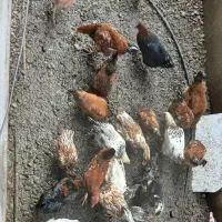 جوجه و اردک|حیوانات مزرعه|رودبنه, |دیوار