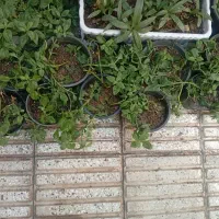 گل سرا|گل و گیاه طبیعی|سبزوار, شرق کال شمالی|دیوار