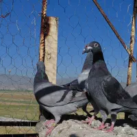 فروش کفتر پلاکی