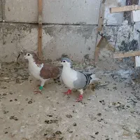کفتر