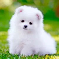 واگذاری قبول میکنم