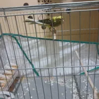 ماده قناری بلند دم ۱۲