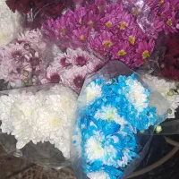 انواع گل رزهلندی وایرانی داوودی آفتاب