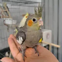 جوجه عروس هلندی