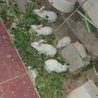 خرگوش در شبانکاره
