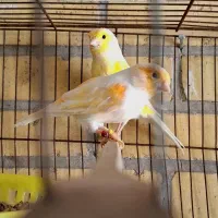 جفت قناری تازه لونه بسته