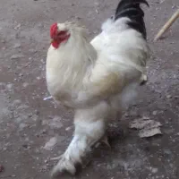 خروس برهما اصل