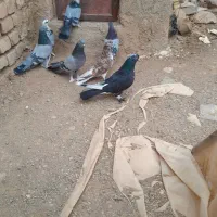 یه بوم کبوتر پور