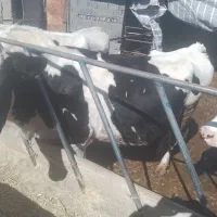 گاو فروشی|حراج|جغتای, |دیوار