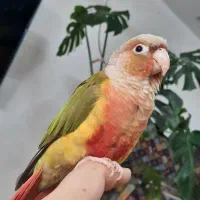 طوطی گرینچیک اناناسی