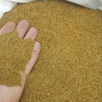 بذر یونجه ساقه بلند ضمانتی