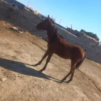 کره نریون یورغه