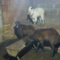 با سلام بزغاله نره  سالم