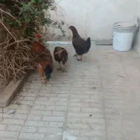 فروش مرغ و خروس خانگی