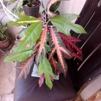 گل طبیعی|گل و گیاه طبیعی|تهران, گرگان|دیوار