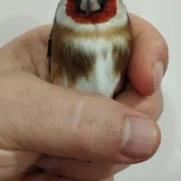 سهره رخ اروپایی طوق طلا گردن کلفت|پرنده|چالدران, |دیوار