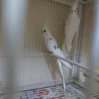 یک جفت عروس هلندی آلبینو مولد|پرنده|گرگان, |دیوار